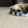 ドリームさんのプロフィール画像