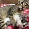 こさぶろう&こはるさんのプロフィール画像