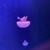 aoさんのプロフィール画像