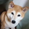 しんのすけさんのプロフィール画像