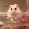 まめたさんのプロフィール画像