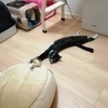 ネコガクエンさんのプロフィール画像