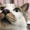 kotoさんのプロフィール画像
