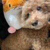 リヴレさんのプロフィール画像