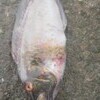 磯釣りさんのプロフィール画像