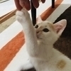 便利屋ねこ助さんのプロフィール画像