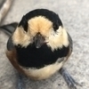 しんさんのプロフィール画像