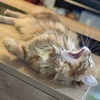 なめ猫さんのプロフィール画像
