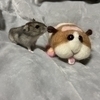 あるみさんのプロフィール画像