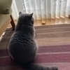 ネコさんのプロフィール画像