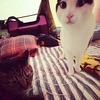 ともみさんのプロフィール画像