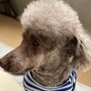 maronさんのプロフィール画像