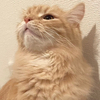 ken