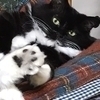 パール