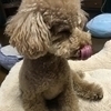 にわさんのプロフィール画像