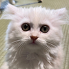 ウニさんのプロフィール画像