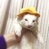 Ferretieさんのプロフィール画像