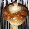 turturさんのプロフィール画像