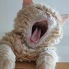 もえやんさんのプロフィール画像