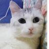 とらこさんのプロフィール画像
