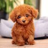 おもちさんのプロフィール画像