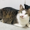 にゃんこさんのプロフィール画像