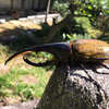 w.o.insectさんのプロフィール画像