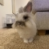 Luluさんのプロフィール画像