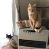 ポンタローさんのプロフィール画像
