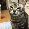 猫さまの執事さんのプロフィール画像