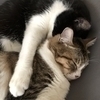 プータンのしっぽさんのプロフィール画像