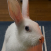 ごっちんさんのプロフィール画像
