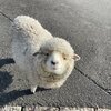ゆーかりさんのプロフィール画像
