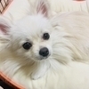 toshi hanaさんのプロフィール画像