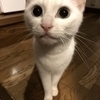 つな プロフ確認希望さんのプロフィール画像