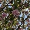 クロさんのプロフィール画像