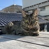 ロータスさんのプロフィール画像
