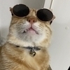 まめたろう断捨離中さんのプロフィール画像