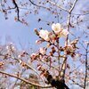 桜さんのプロフィール画像