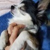 シメアさんのプロフィール画像