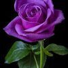 紫薔薇