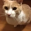 のんさんのプロフィール画像