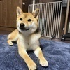 葉っぱ