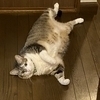 ekkoさんのプロフィール画像