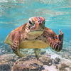 Sea Manさんのプロフィール画像