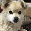 ぽんた