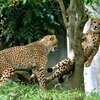 ウィン小西さんのプロフィール画像