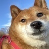 あどっちさんのプロフィール画像