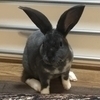 末吉さんのプロフィール画像