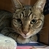amiさんのプロフィール画像
